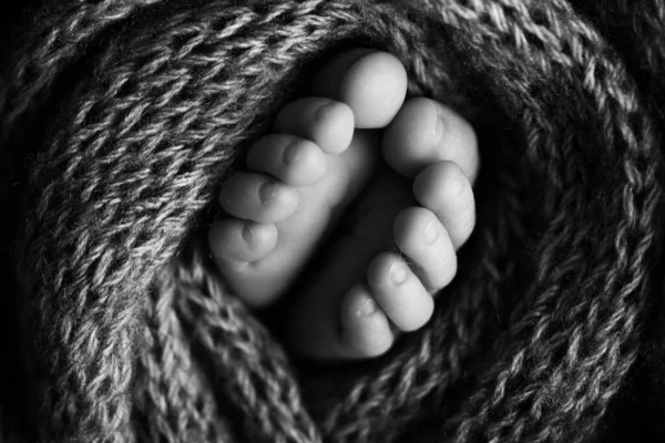 Fotografie nohou novorozence. Dětské nohy pokryté vlnou izolované pozadí. Malá noha novorozence v měkkém selektivním ohnisku. Černobílý obraz chodidel. — Stock fotografie