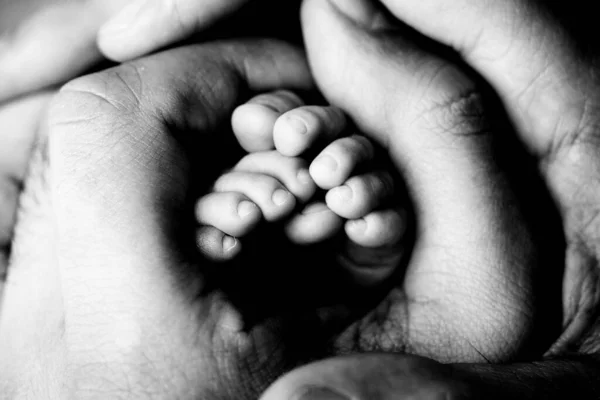 Los pies de los niños en las manos de la madre y el padre en blanco. Madre, padre e hijo recién nacido. Concepto de familia feliz. Blanco y negro. —  Fotos de Stock