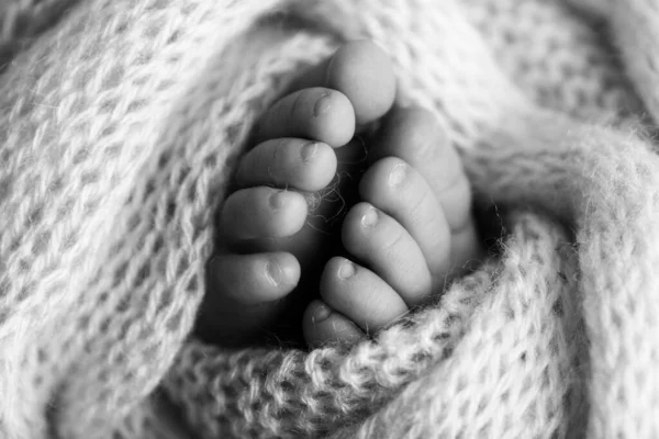 Foto de las piernas de un recién nacido. Pies de bebé cubiertos con lana aislada de fondo. El pequeño pie de un recién nacido en suave enfoque selectivo. Imagen en blanco y negro de las plantas de los pies. —  Fotos de Stock