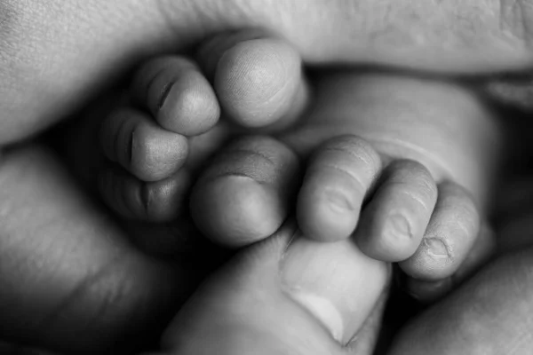 Barnens fötter i händerna på mor och far på vitt. Mor, far och nyfött barn. Familjefolk. Svart och vitt. — Stockfoto