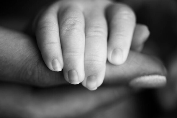 A newborn holds on to moms, dads finger. Hands of parents and baby close up. A child trusts and holds her tight. Black and white photo. 