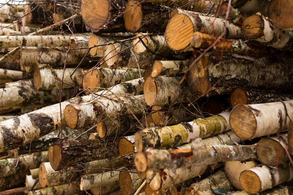Deforestación, destrucción forestal. Cosecha de madera. Pila, pila de muchos troncos aserrados de pinos y abedules. — Foto de Stock