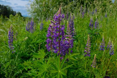 Lupinus albus. Güzel mor ve mavi lupinus çiçekleri
