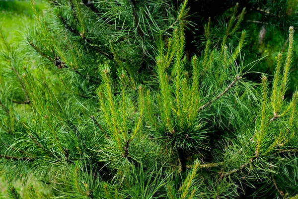 Tall grenar närbild i bakgrunden ljus. Vacker naturlig bakgrund — Stockfoto