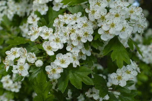 Plante à fleurs, cerisier d'oiseau en fleurs — Photo