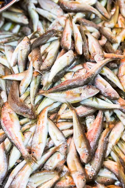 Świeże owoce morza w Batumi Georgia. Żywa ryba w lodzie. Flądra, czerwony mullet, łosoś, sum, węgorz, żaby, płaszczka, jesiotr, małże, ostrygi. — Zdjęcie stockowe