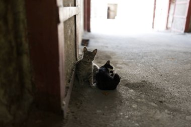 Vahşi sokak kedileri ve köpekleri şehir sokaklarında. Tiflis, Gürcistan