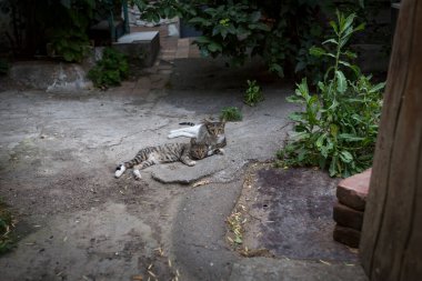 Vahşi sokak kedileri ve köpekleri şehir sokaklarında. Tiflis, Gürcistan