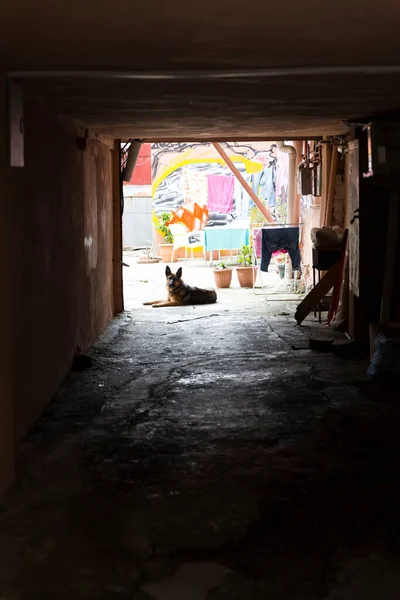 Gatos y perros callejeros salvajes en las calles de la ciudad. Tiflis, Georgia — Foto de Stock