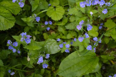 Alman hız limitinin güzel mavi çiçekleri ile doğal arka plan.