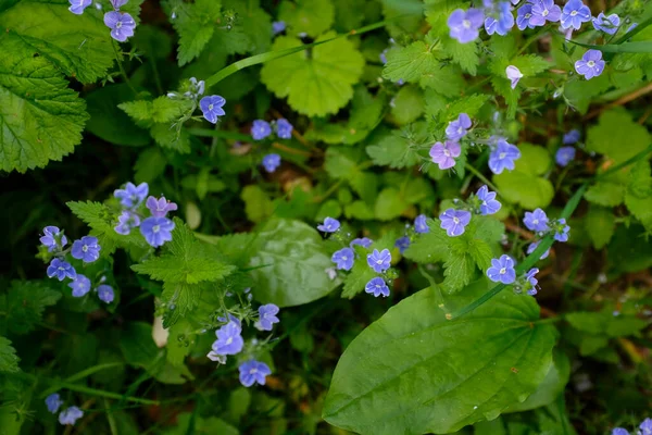 Fond naturel avec de belles fleurs bleues de speedwell germander. — Photo