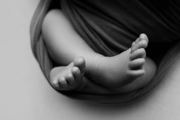 Крошечные, милые, босые ноги маленького кавказского новорожденного мальчика, завернутого в лиловое мягкое и уютное одеяло. Черно-белое фото. — стоковое фото