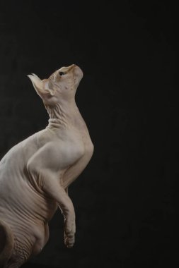Kel bir kedi portresi. Sphynx kedi cinsi tüysüz tüysüz hayvanlardır..