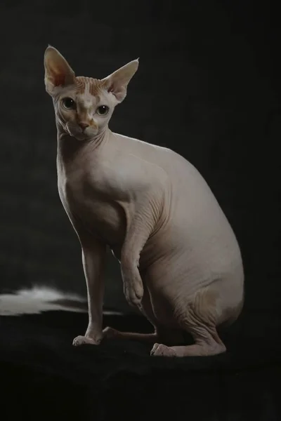 Retrato de um gato careca. A raça de gato de Esfinge é animais sem pêlos sem cabelo. — Fotografia de Stock