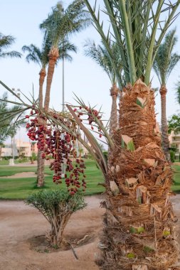 Hurma dallarında, olgunlaşmış hurmalar. Vahşi doğadaki meyveler.