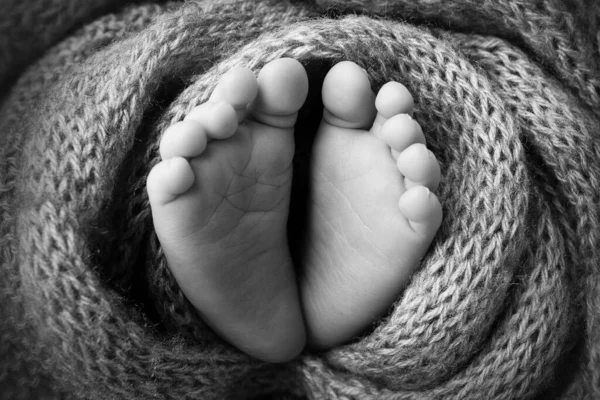 Nohy novorozence, měkká pletená pokrývka šedé barvy, prsty na nohou a podpatky novorozence, černobílé studiové fotografie. — Stock fotografie