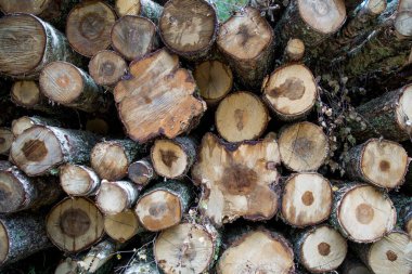 Orman huş ağaçları, çam ağaçları ve çam ağaçları. Kütük yığınları, ahşap işçiliği..