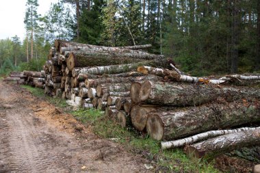 Orman huş ağaçları, çam ağaçları ve çam ağaçları. Kütük yığınları, ahşap işçiliği..