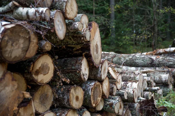 Forest birches, pines and spruces. Piles of logs, logging of the woodworking. — Stock Photo, Image