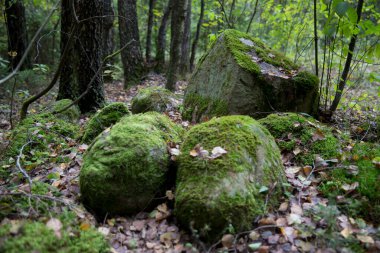 Ormanda yeşil yosun ve sonbahar yapraklarıyla kaplı büyük bir taş.. 