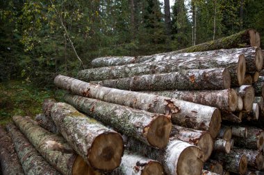 Orman huş ağaçları, çam ağaçları ve çam ağaçları. Kütük yığınları, ahşap işçiliği..