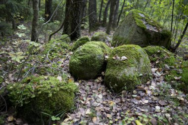 Ormanda yeşil yosun ve sonbahar yapraklarıyla kaplı büyük bir taş.. 