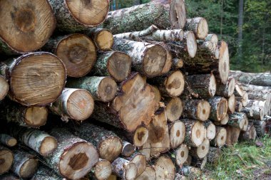 Orman huş ağaçları, çam ağaçları ve çam ağaçları. Kütük yığınları, ahşap işçiliği..