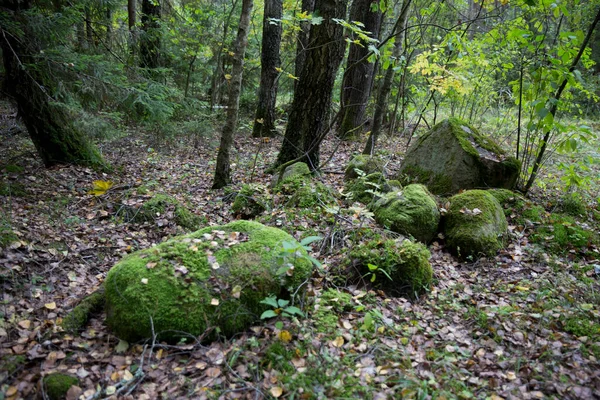 Una gran piedra en el bosque, cubierta de musgo verde y follaje otoñal. — Foto de Stock