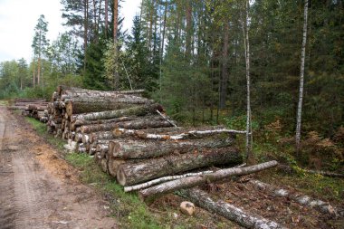 Orman huş ağaçları, çam ağaçları ve çam ağaçları. Kütük yığınları, ahşap işçiliği..