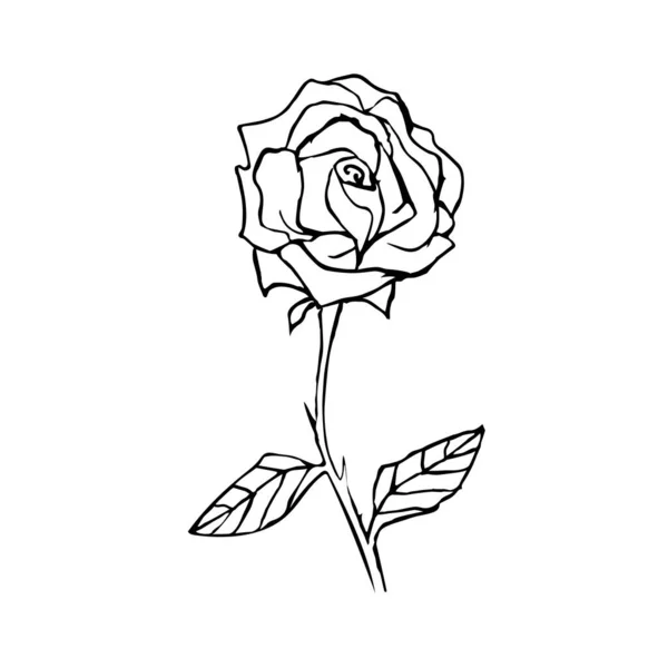 Linie Kunst Blume Rose Vektor Illustration Umrisse Blühen Doodle Stil — Stockvektor