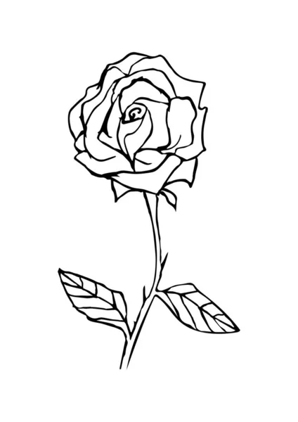 Handgezeichnete Rose Schwarz Weiße Blume Für Gestaltungselemente Und Malbuchseiten Für — Stockvektor