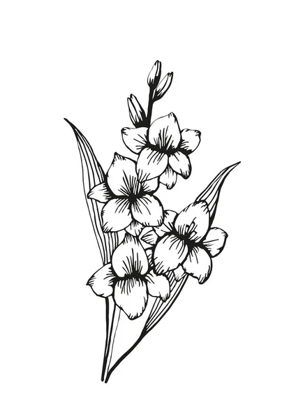 Handgezeichnete Gladiolenblume Erwachsenen Malbuch Seite Doodle Stil Schwarz Weiße Vektorillustration — Stockvektor