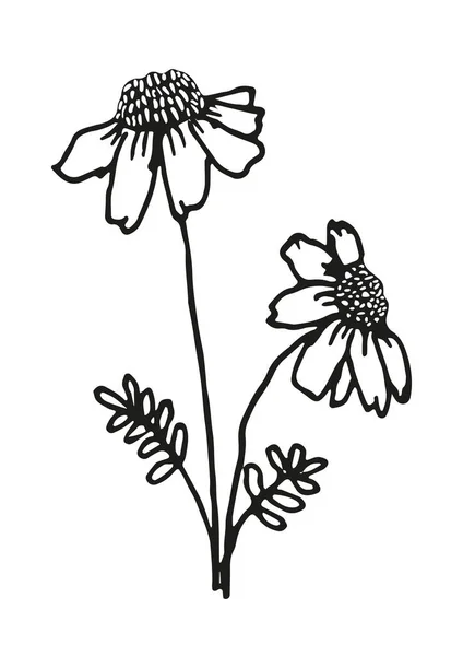 Camomille Dessinée Main Marguerite Adulte Page Livre Coloriage Fleurs Style — Image vectorielle