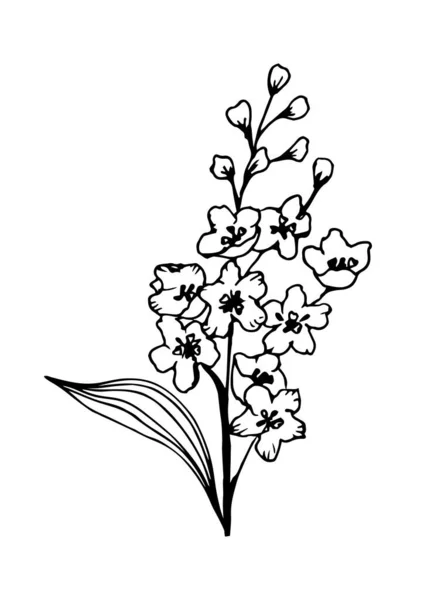 Handritad Orkidé Blomma Vuxen Målarbok Sida Doodle Stil Svart Och — Stock vektor