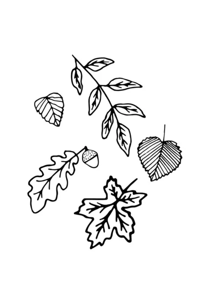 Feuilles Automne Dessinées Main Page Livre Coloriage Adulte Style Caniche — Image vectorielle