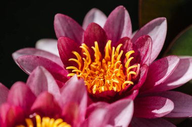 Yazın Lily çiçeği