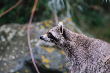 Blijdorp Rotterdam Hayvanat Bahçesinde rakun