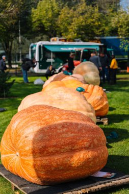 Utrecht Botanik Bahçesi 'nde sebze yetiştirme yarışması