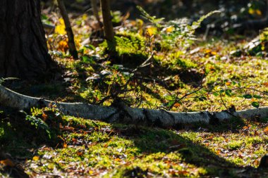 Breda 'daki Mastbos Ormanı