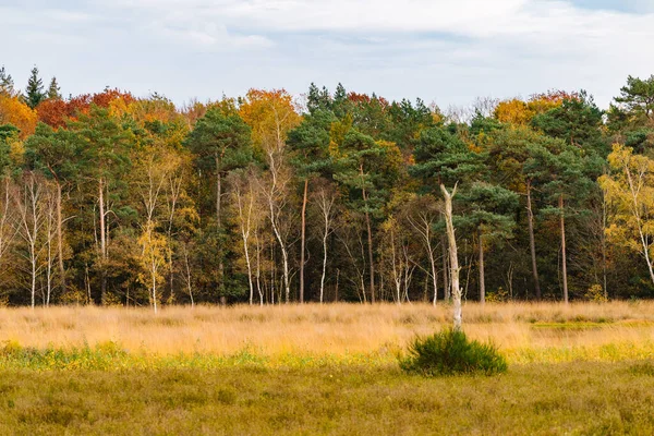 Breda 'daki Mastbos Ormanı
