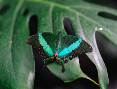 Kelebek bahçesinde kelebek