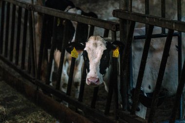 Hoge Veluwe Parkı yakınlarındaki çiftlikte inekler.