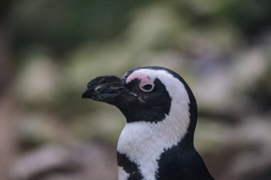Amersfoort 'taki Dierenpark Amersfoort hayvanat bahçesindeki Penguen