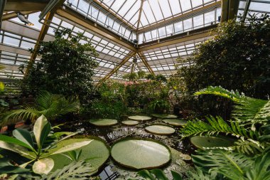 Leiden 'daki Hortus Botanicus Leiden