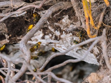 Posbank Ulusal Parkı 'nda eşekarısı yuvası