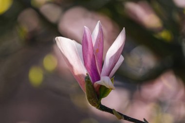 Rotterdam 'da bir ağaçta manolya çiçeği açtı.