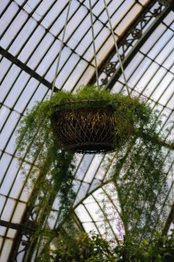 Brüksel Kraliyet Botanik Bahçeleri