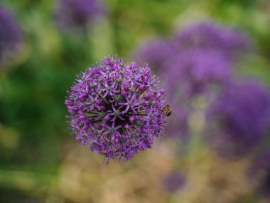 Utrecht Botanik Bahçesindeki Allium
