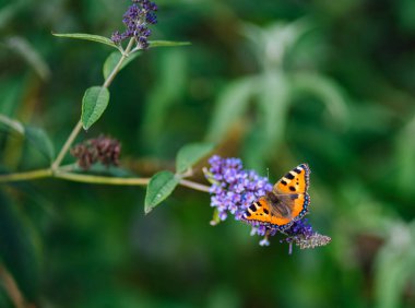 Vlinderhof De Meern Parkı 'ndaki Kelebek Çalılığında Kelebek