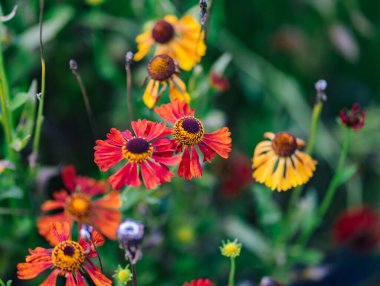 De Meern 'deki Vlinderhof bahçesinde çeşitli çiçekler.